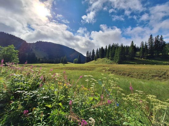 Bild Kräuterwanderung