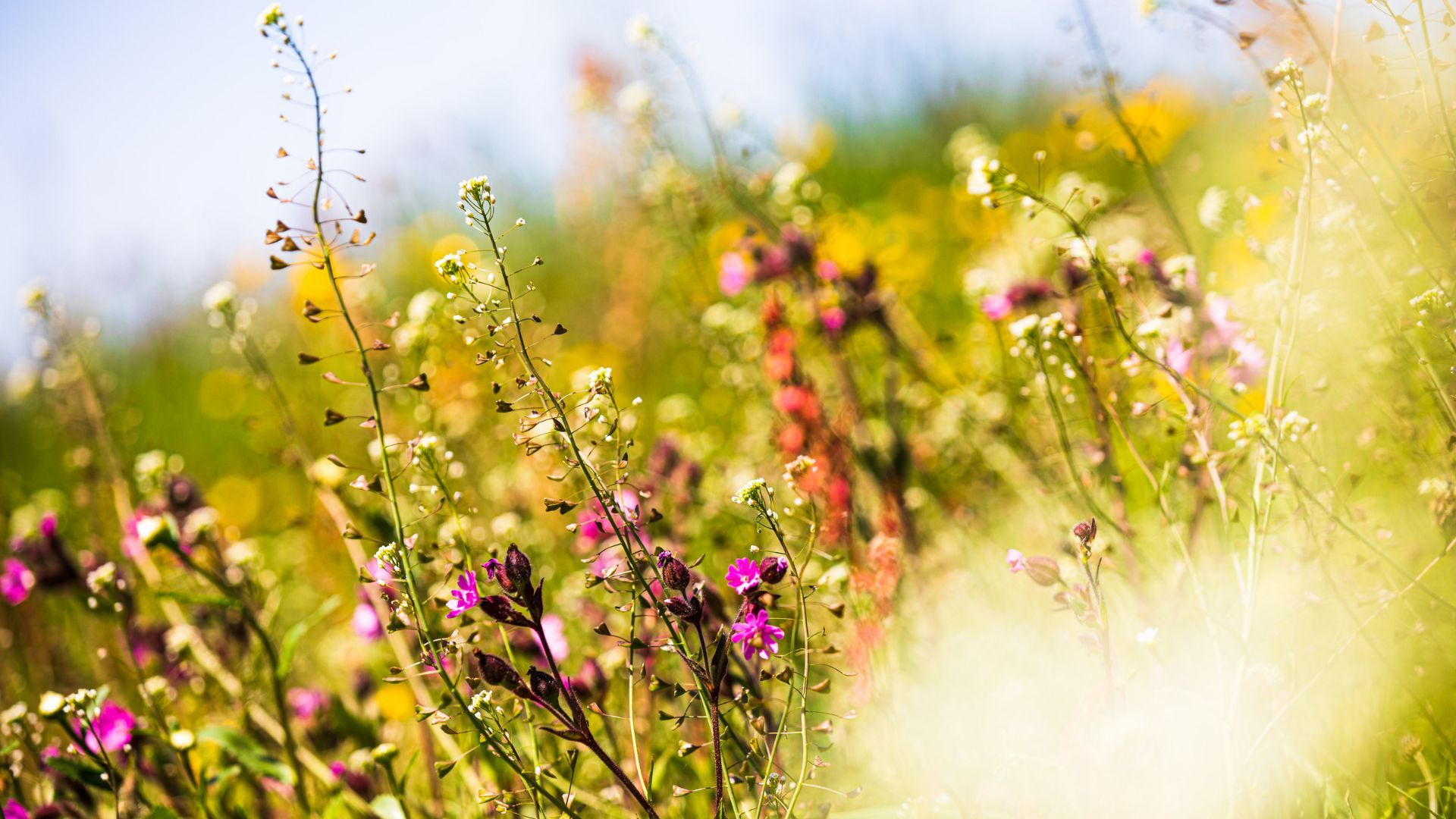wiese-kraeuter-blumen-ruhpolding-chiemgau