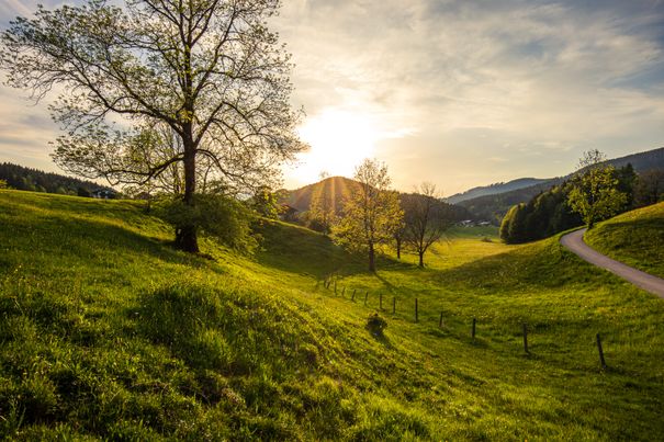 Blumenwiesen Ruhpolding