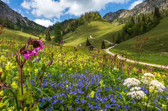 Alpenblüten