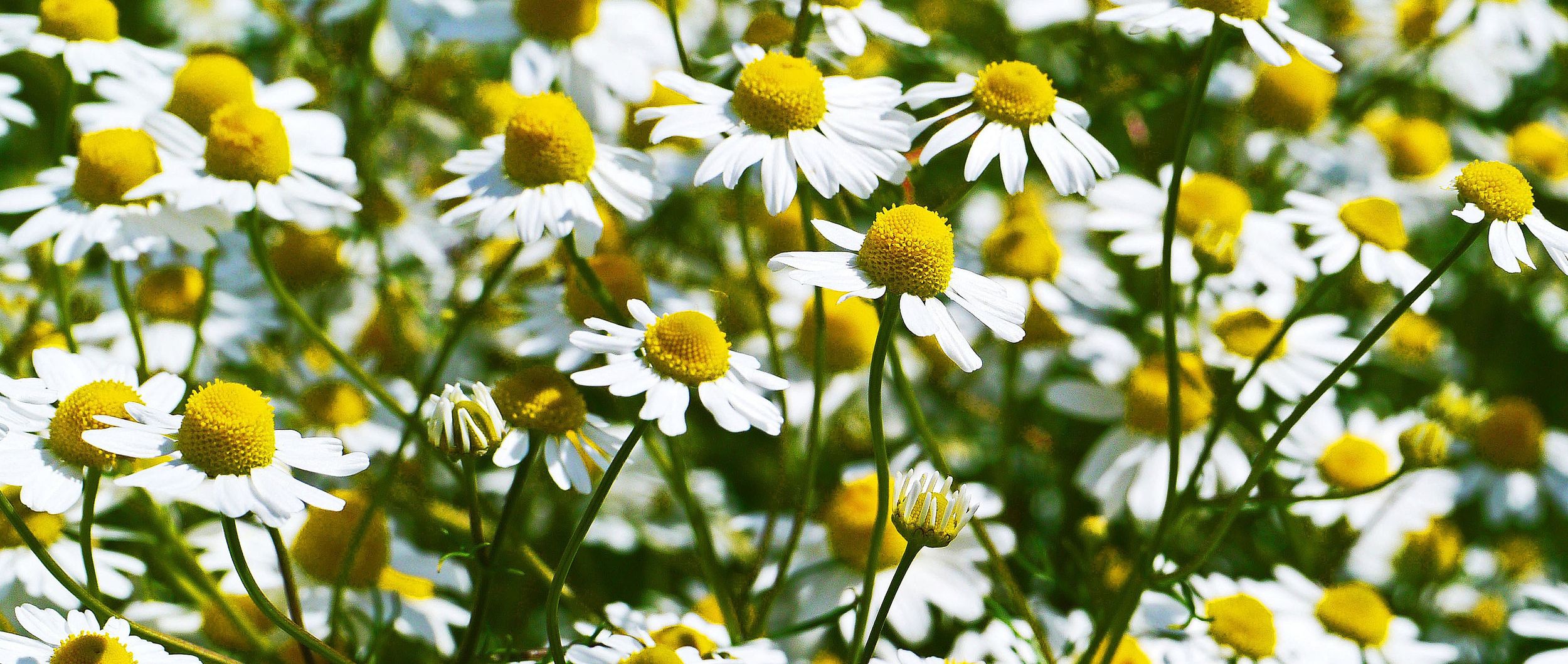 Kamillenblüten