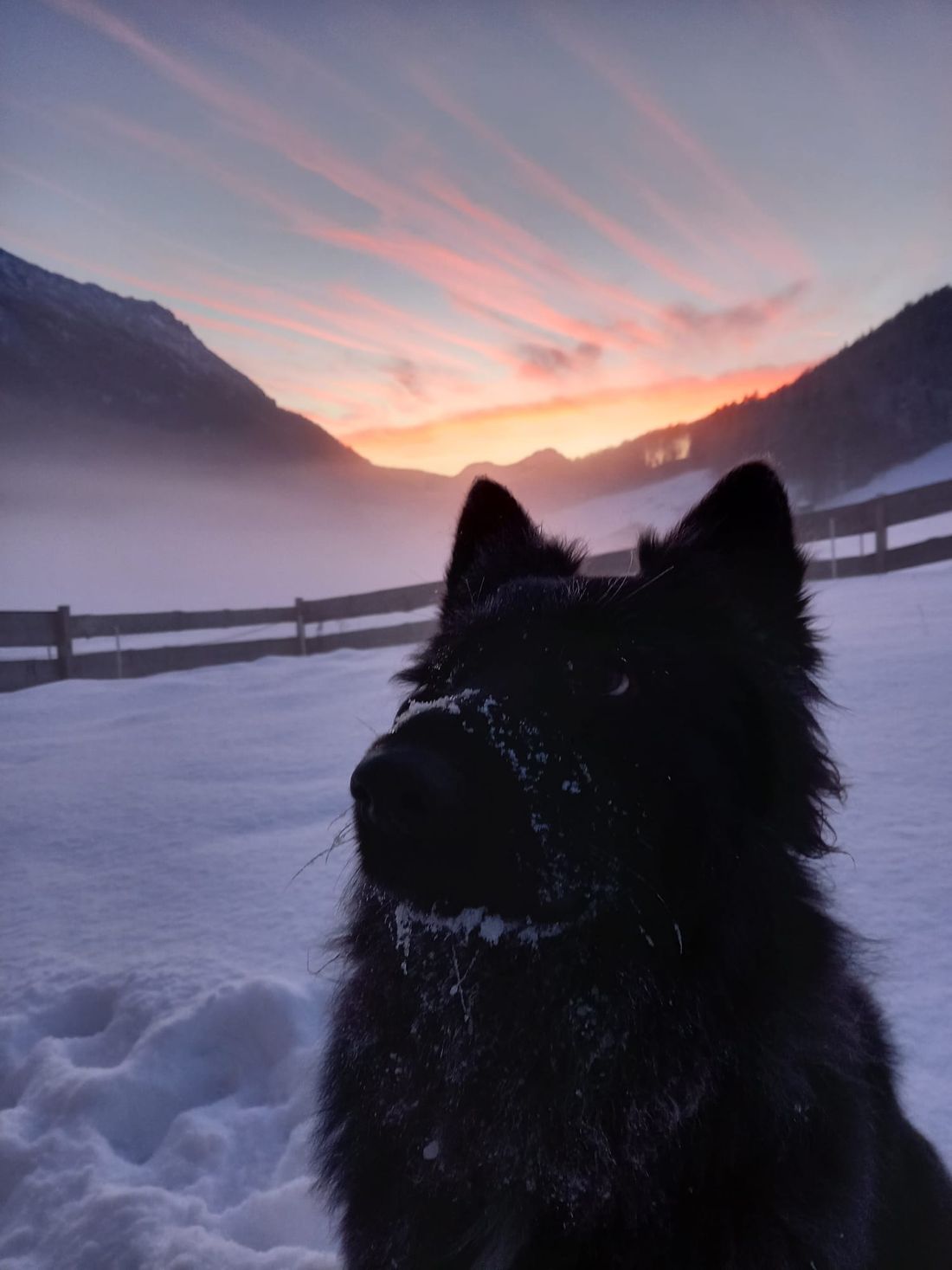 Nala liebt den Winter