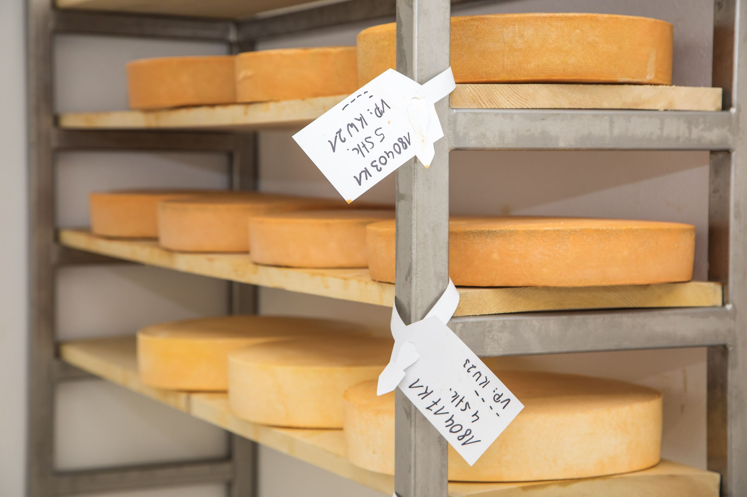 Käse bei der Reifung