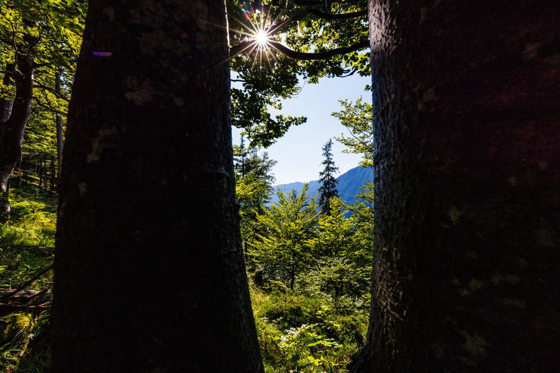 Sonnenstrahlen scheinen in den Wald